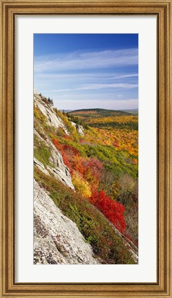 Framed Trees on a landscape, Clifton, Maine, New England Print