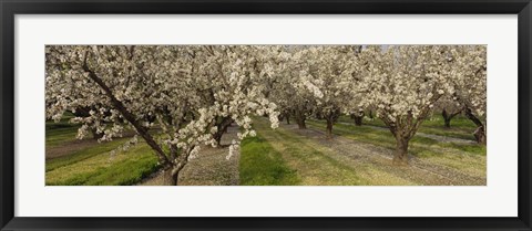 Framed Almond Trees In A Row, Sacramento Print
