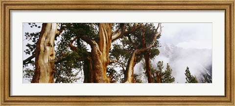 Framed Pine trees in the forestn Sierra Nevada Print