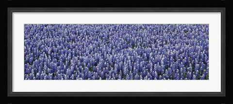 Framed Bluebonnets Print