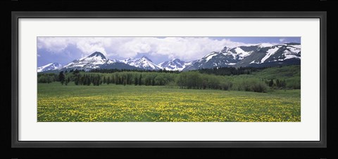 Framed Wildflowers in a field with mountains, Montana Print