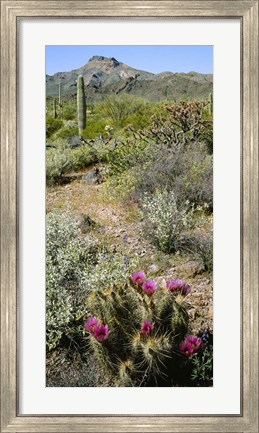Framed Organ Pipe Cactus, Arizona Print