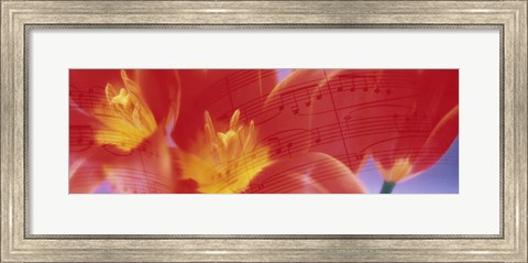 Framed Tulips, Flowers Print