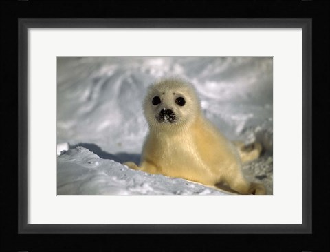 Framed Baby Seal Print