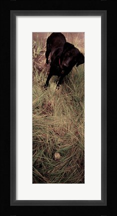 Framed Dog in Field Print