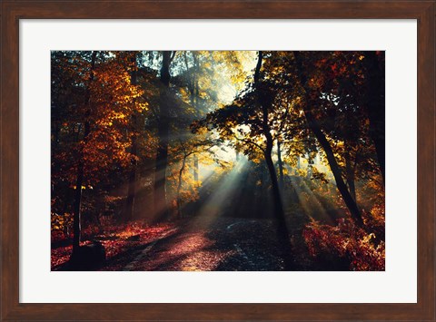 Framed Magic Forest Light Print