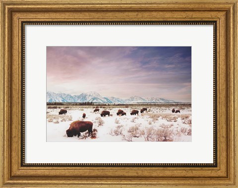 Framed Herds of The Tetons Print