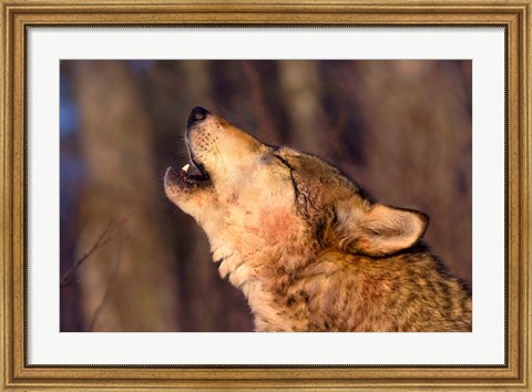 Framed Lonesome Howl Print