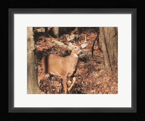 Framed Deer on Alert Print