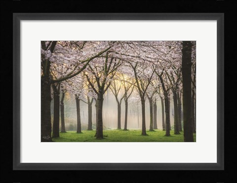 Framed Cherry Blossom Festival Print