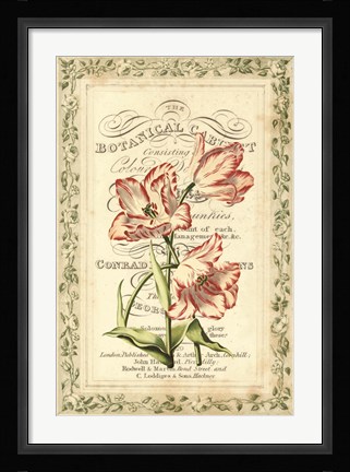 Framed Botanic Cabinet Print