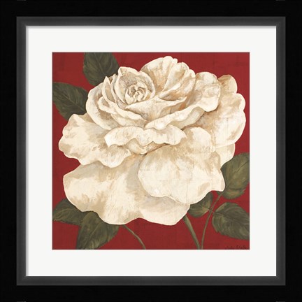 Framed Rosa Blanca Grande II Print