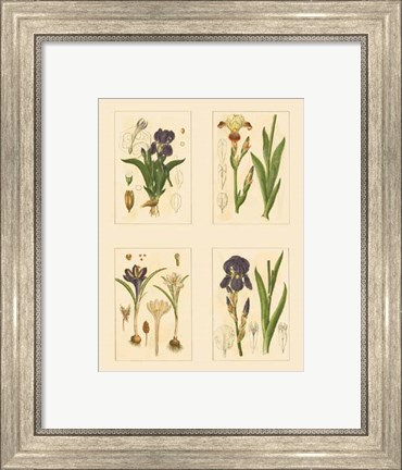 Framed Miniature Botanicals I Print