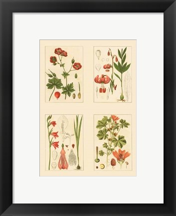 Framed Miniature Botanicals II Print