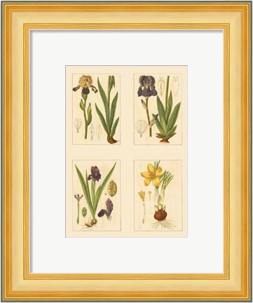Framed Miniature Botanicals III Print