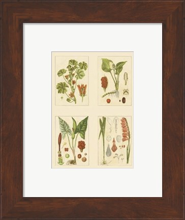 Framed Miniature Botanicals IV Print