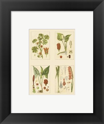 Framed Miniature Botanicals IV Print