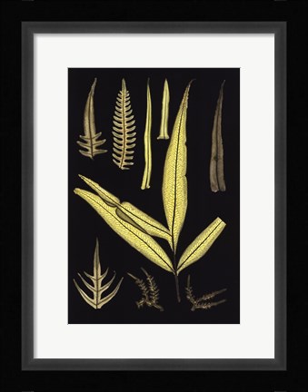 Framed Ferns on Black I Print