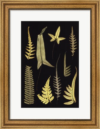 Framed Ferns on Black IV Print