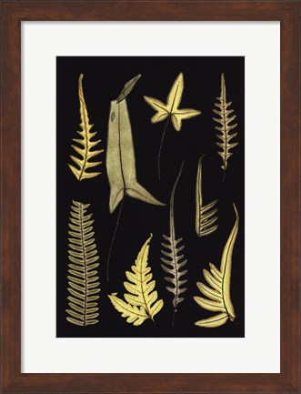 Framed Ferns on Black IV Print