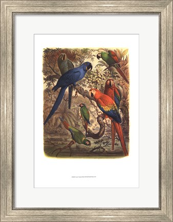 Framed Tropical Birds III Print