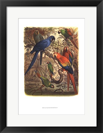 Framed Tropical Birds III Print