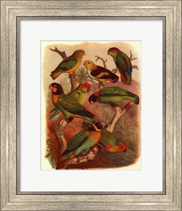 Framed Tropical Birds IV Print