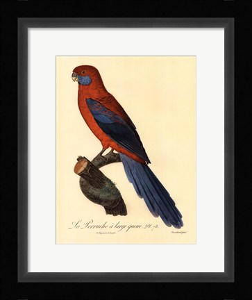 Framed Parrot, PL 78 Print