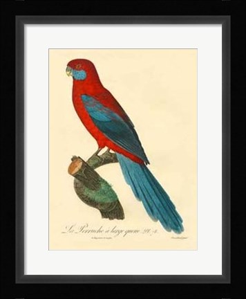 Framed Parrot, PL 78 Print