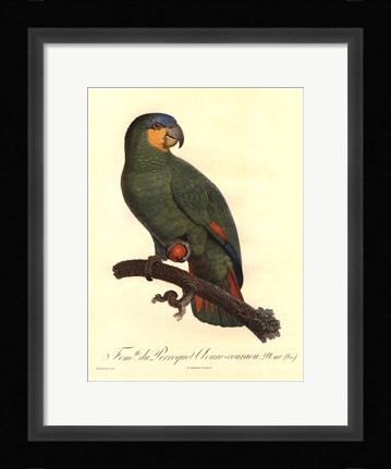 Framed Parrot, PL 110 Print