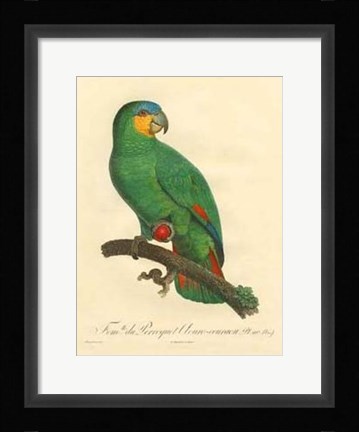 Framed Parrot, PL 110 Print