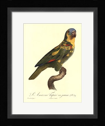 Framed Parrot, PL 89 Print