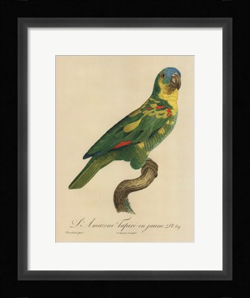 Framed Parrot, PL 89 Print