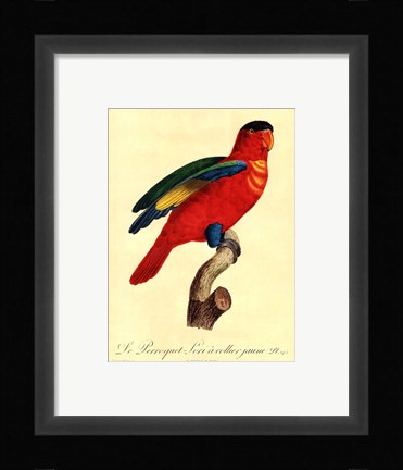 Framed Parrot, PL 95 Print