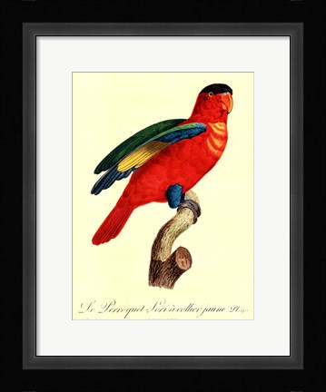 Framed Parrot, PL 95 Print