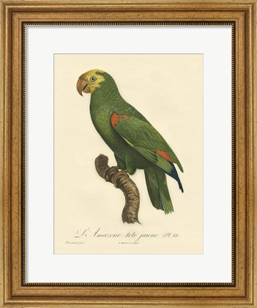 Framed Parrot, PL 86 Print