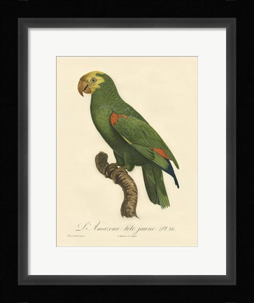 Framed Parrot, PL 86 Print
