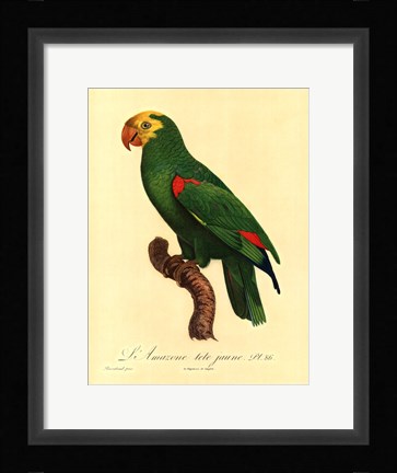Framed Parrot, PL 86 Print