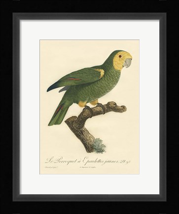 Framed Parrot, PL 98 Print