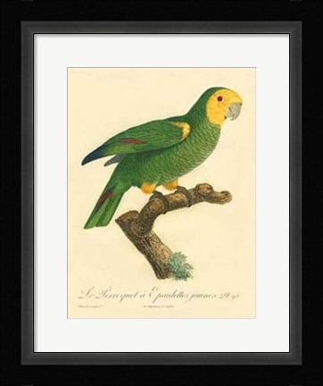 Framed Parrot, PL 98 Print
