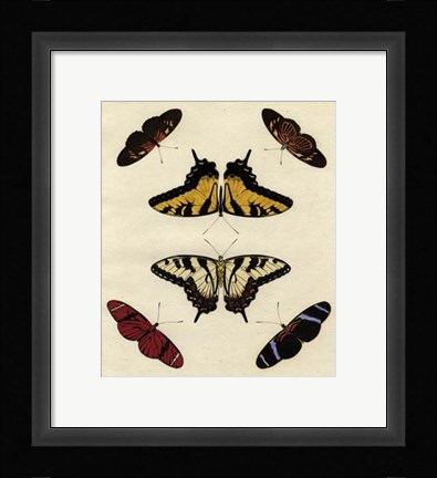 Framed Butterfly Melage II Print