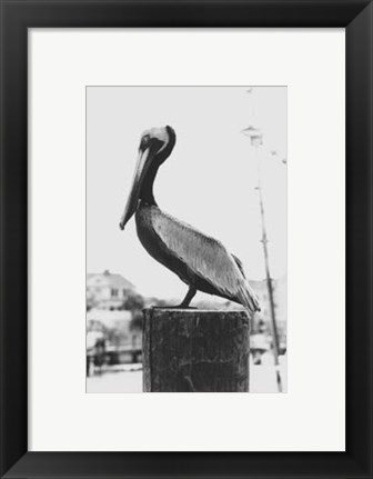 Framed Pelican Perch Print
