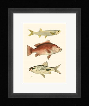 Framed Antique Fish II Print