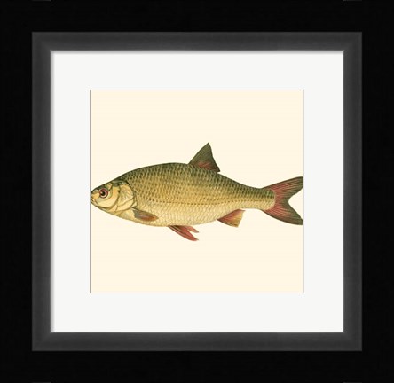 Framed Small Antique Fish II Print