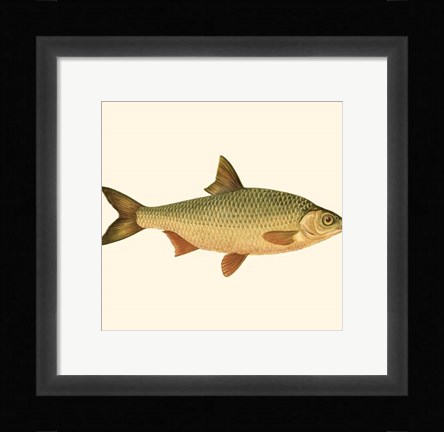 Framed Small Antique Fish VI Print