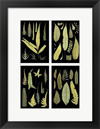 Framed Mini Ferns on Black Print
