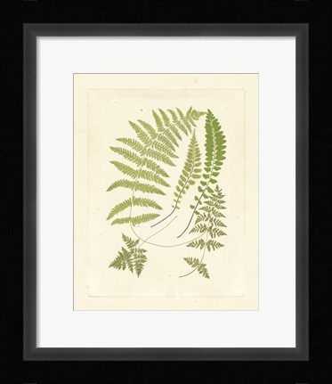 Framed Ferns with Platemark II Print
