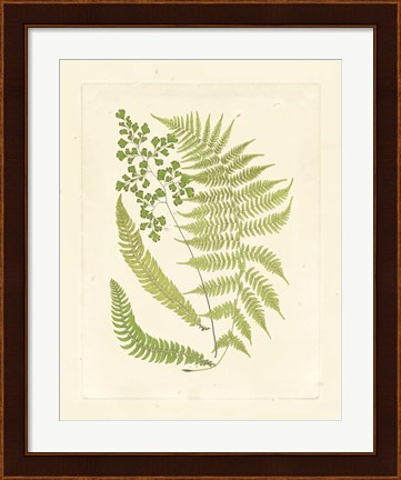 Framed Ferns with Platemark III Print