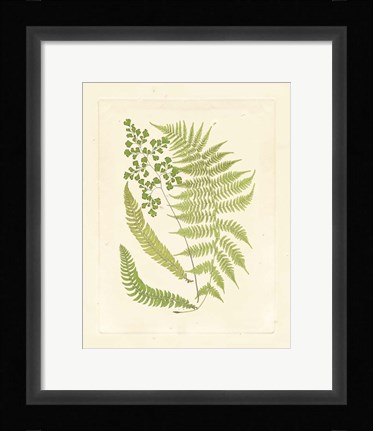 Framed Ferns with Platemark III Print