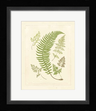 Framed Ferns with Platemark IV Print